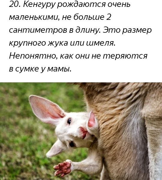 20 Кенгуру рождаются очень маленькими не больше 2 сантиметров в длину Это размер крупного жука или шмеля Непонятно как они не теряются в сумке у мамы