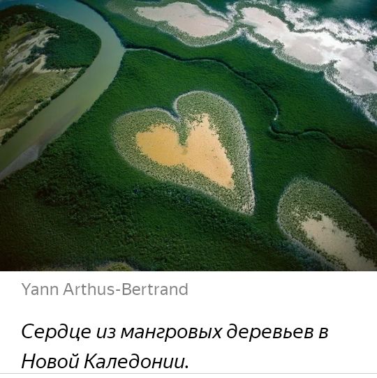 атм Агыэ Ветапб Сердце из мангровых деревьев в Новой Каледонии
