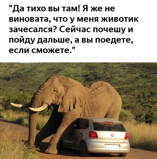 Да тихо вы там Я же не виновата что у меня животик зачесался Сейчас почешу и пойду дальше а вы поедете если сможете