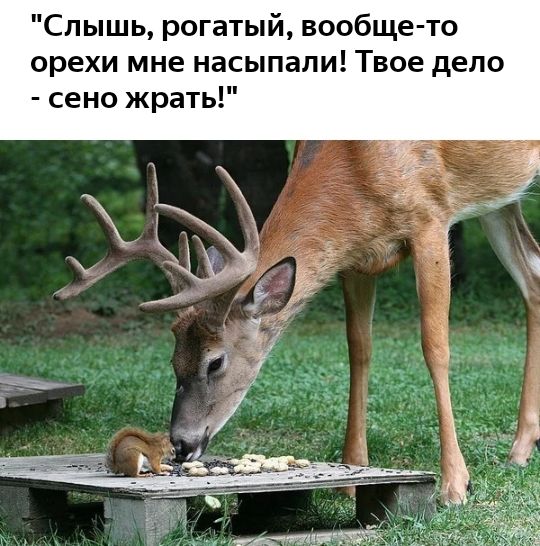 Слышь рогатый вообще то орехи мне насыпали Твое дело сено жрать