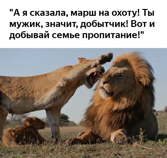 А я сказала марш на охоту Ты мужик значит добытчик Вот и добывай семье пропитание