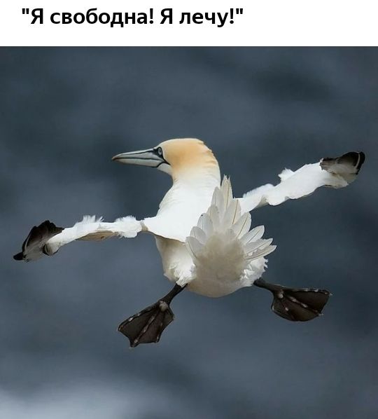 Я свободна Я лечу