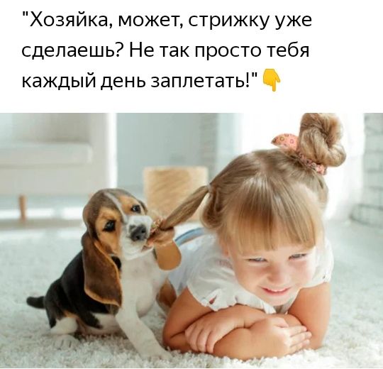 Хозяйка может стрижку уже сделаешь Не так просто тебя каждый день заплетать