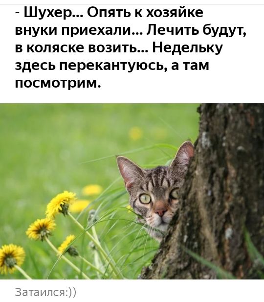 Шухер Опять к хозяйке внуки приехали Лечить будут в коляске возить Недельку здесь перекантуюсь а там посмотрим М И 9 А __ А Затаипся