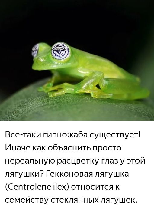 Все таки гипножаба существует Иначе как объяснить просто нереальную расцветку глаз у это лягушки Гекконовая лягушка Сепггоіепе Нех относится к семейству стеклянных лягушек