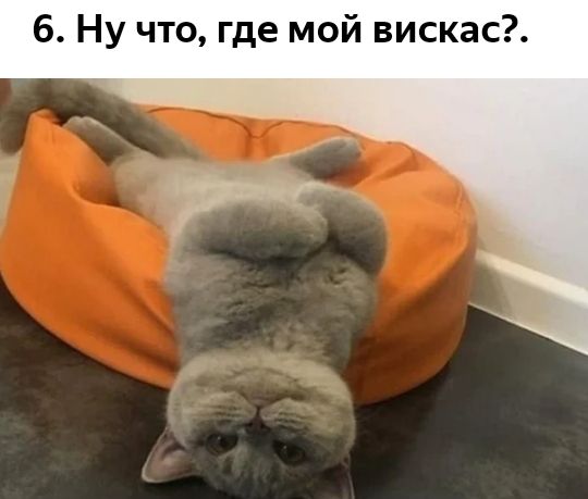 6 Ну что где мой вискас
