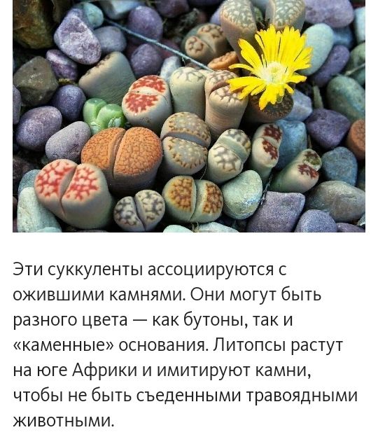 Эти суккуленты ассоциируются с ожившими камнями Они могут быть разного цвета как бутоны так и каменные основания Литопсы растут на юге Африки и имитируют камни чтобы не быть съеденными травоядными животными