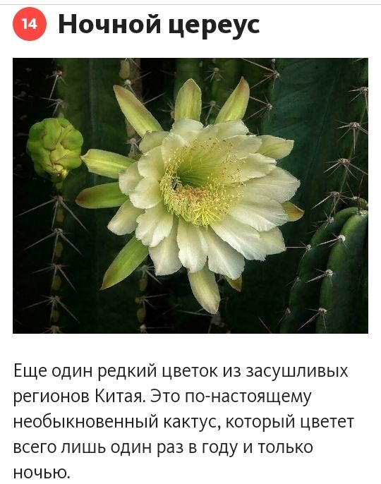 Ночной цереус Еще один редкий цветок из засушливых регионов Китая Это по настоящему необыкновенный кактус который цветет всего лишь один раз в году и только ночью