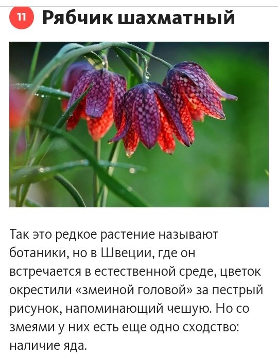 Рябчик шахматный Так это редкое растение называют ботаники но в Швеции где он встречается в естественной среде цветок окрестили змеиной головой за пестрый рисунок напоминающий чешую Но со змеями у них есть еще одно сходство наличие яда
