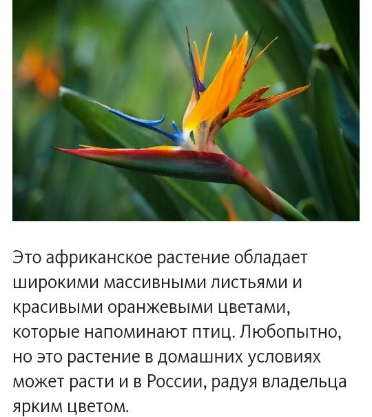 Это африканское растение обладает широкими массивными листьями и красивыми оранжевыми цветами которые напоминают птиц Любопытно но это растение в домашних условиях может расти и в России радуя владельца ярким цветом