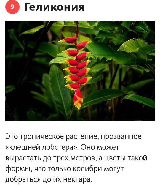 Гепикония Это тропическое растение прозванное кпешней побстера Оно может вырастать до трех метров а цветы такой формы что только колибри могут добраться до их нектара