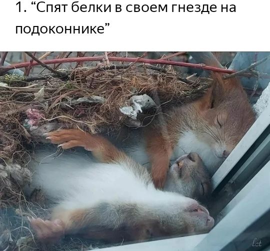 1 Спят белки в своем гнезде на подоконнике