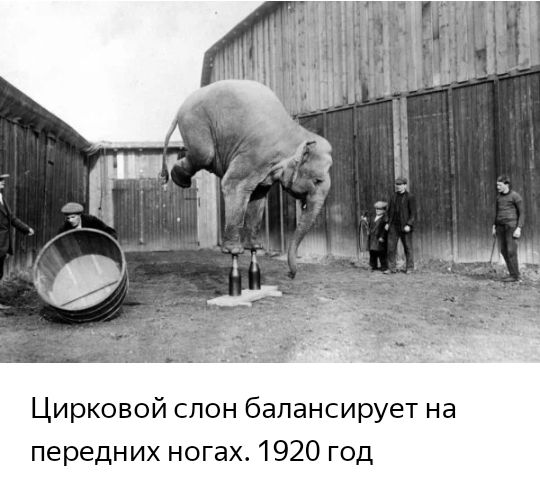 Цирковой слон балансирует на передних ногах 1920 год