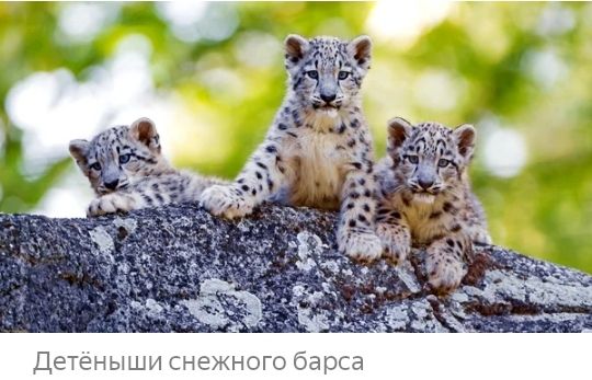 Детеныши снежного барса