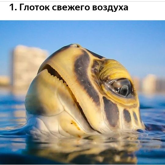 1 Глоток свежего воздуха