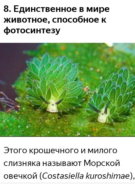 8 Единственное в мире животное способное к фотосинтезу Этого крошечного и милого спизняка называют Морской овечкой Соэгазіеіа Кигоэпітае