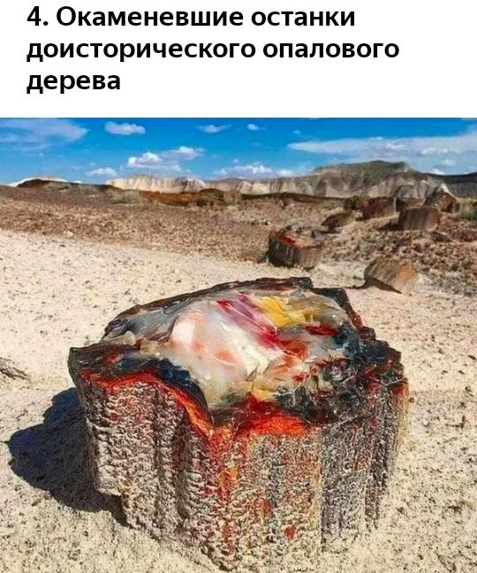 4 Окаменевшие останки доисторического опалового дерева