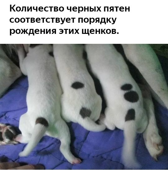 Количество черных пятен соответствует порядку рождения этих щенков