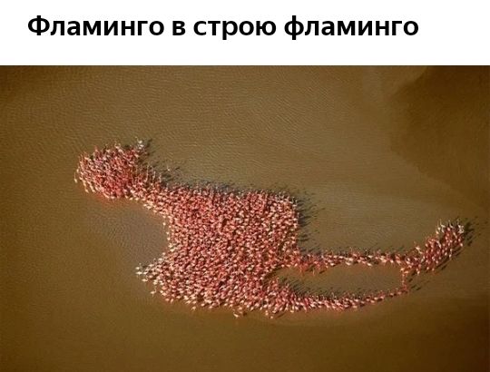 Фламинго в строю фпаминг