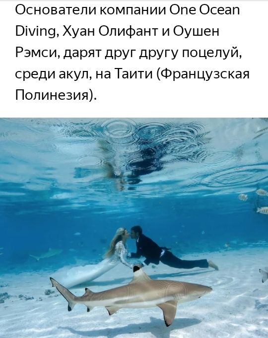 Основатели компании Опе Осеап Вічіп9 Хуан Олифант и Оушен Рэмсидарятдругдругупоцелуй среди акуп на Таити Французская Полинезия