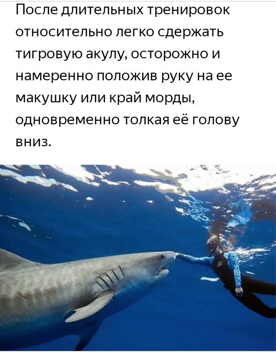 После длительных тренировок относительно легко сдержать тигровую акулу осторожно и намеренно положив руку на ее макушку или край морды одновременно толкая её голову ВНИЗ