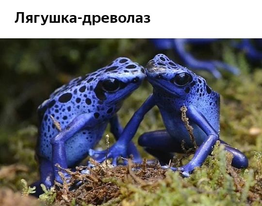 Пягушкадреволаз