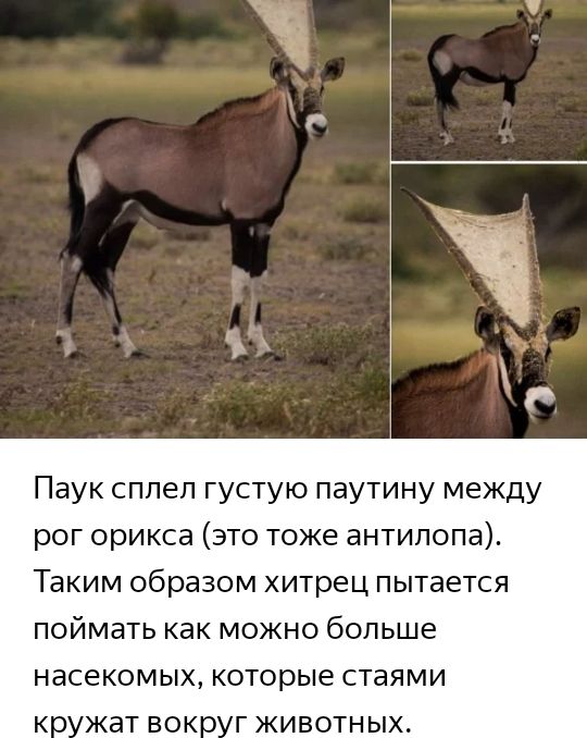 Паук сплел густую паутину между рог орикса это тоже антилопа Таким образом хитрец пытается поймать как можно больше насекомых которые стаями