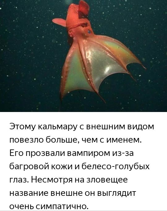 Этому кальмару с внешним видом повезло большечем с именем Его прозвали вампиром из за багровой кожи и бепесо гопубых глаз Несмотря на зловещее название внешне ОН ВЫГПЯДИТ очень СИМПаТИЧН