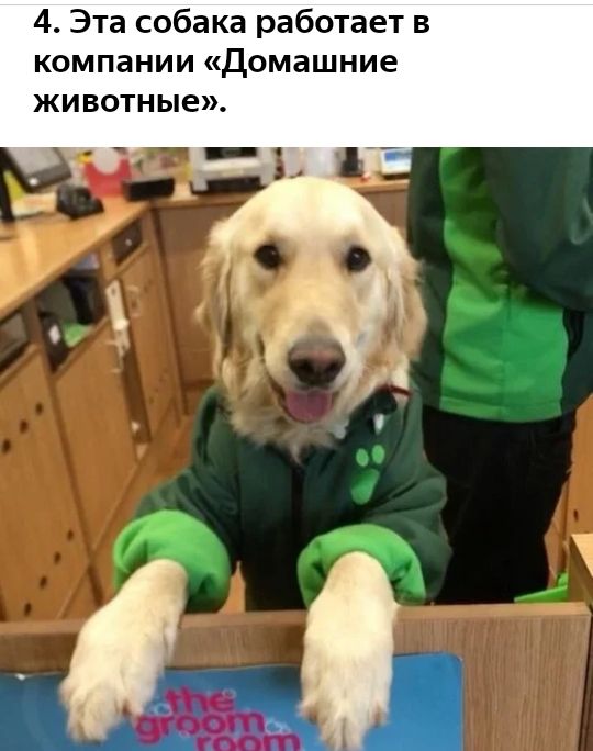 4 Эта собака работает в компании Домашние животные