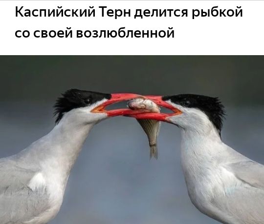 Каспийский Терн делится рыбкой со своей возлюбленной