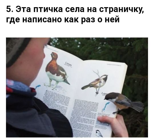 5 Эта птичка села на страничку где написано как раз о ней