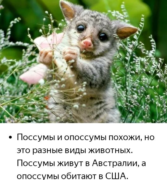 Поссумы и опоссумы похожи но это разные виды животных Поссумы живут в Австралии 3 опосс мы обитают в США