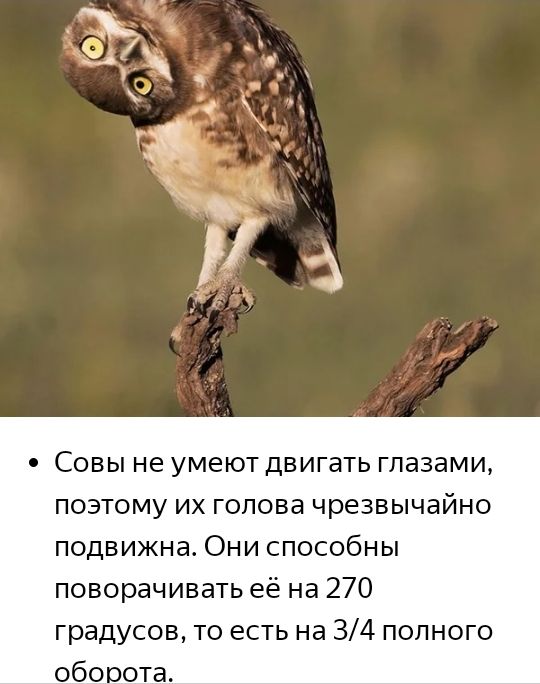 СОВЫ не умеют ДВИГЭТЬ ГПЭЗЭМИ поэтому их голова чрезвычайно подвижна Они способны поворачивать её на 270 градусов то есть на 34 полного оборота