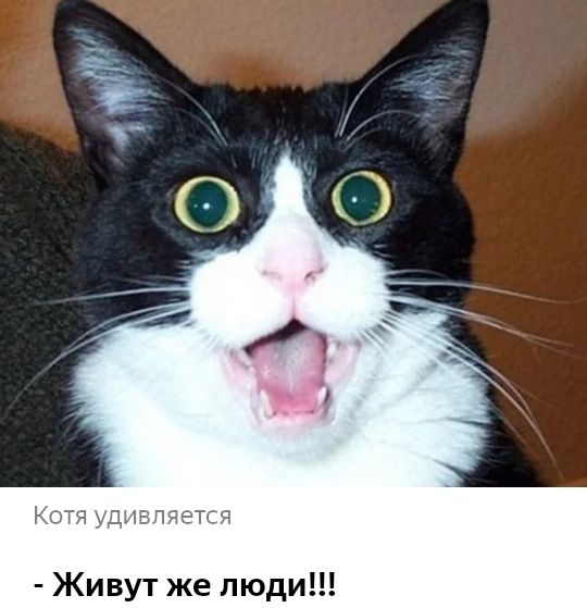 Котя удивляется Живут же люди