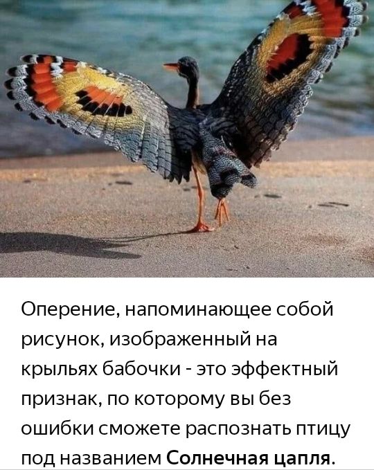 Оперение напоминающее собой рисунок изображенный на крыльях бабочки это эффектный признак по которому вы без ОШИбКИ сможете распознать ПТИЦУ ПОД названием Солнечная цапля