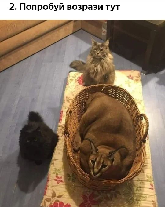 2 Попробуй возрази тут