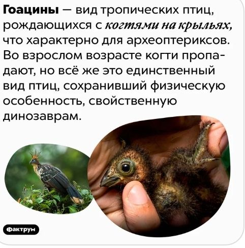 Гоацииы вид тропических птиц рождающихся с квгтми на крыльях что характерно для археоптериксов Во взрослом возрасте когги пропа дают но всё же это единственный вид птиц сохранивший физическую особенность свойственную динозаврам