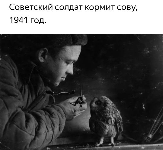 Советский сопдат кормит сову 1941 год