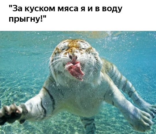 За куском мяса я и в воду прыгну