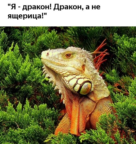 Я дракон Дракон а не ящерица