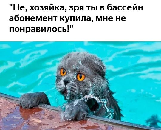 Не хозяйка зря ты в бассейн абонемент купила мне не понравилось
