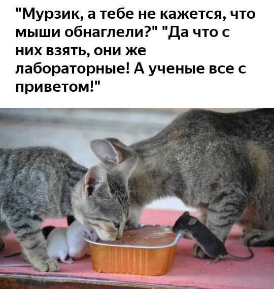Мурзик а тебе не кажется что мыши обнаглели Да что с них взять они же лабораторные А ученые все с приветом