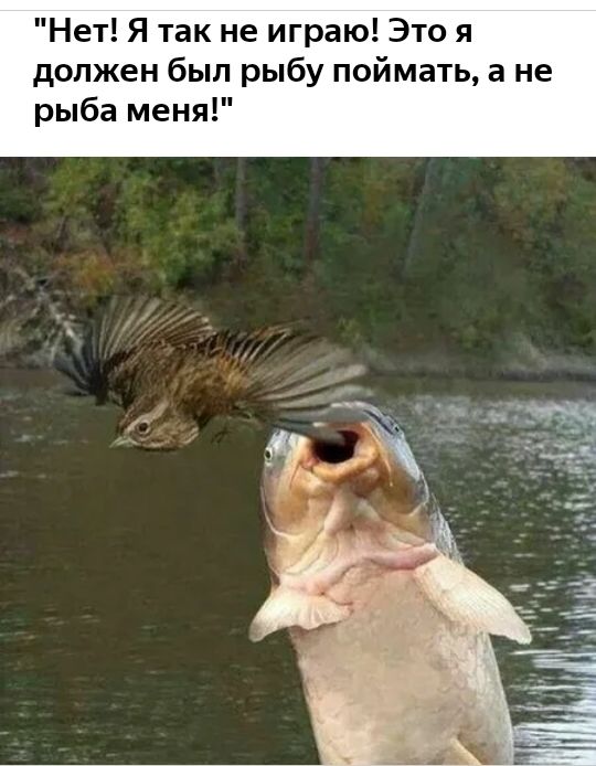 Нет Я так не играю Это я должен был рыбу поймать а не рыба меня
