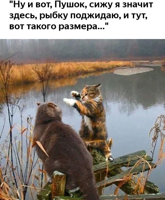 Ну и вот Пушок сижу я значит здесь рыбку поджидаю и тут вот такого размера