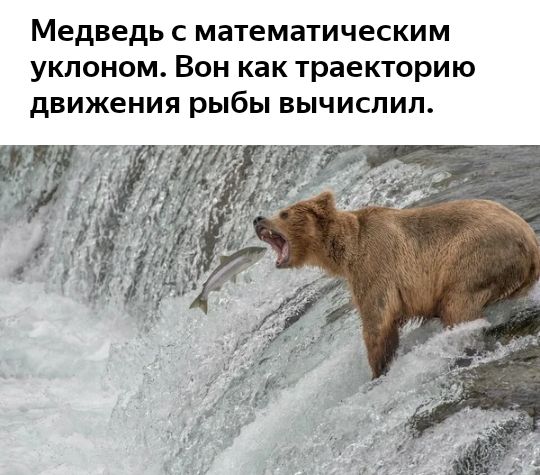 Медведь с математическим уклоном Вон как траекторию движения рыбы вычислил