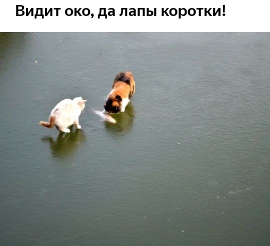 Видит око да лапы коротки