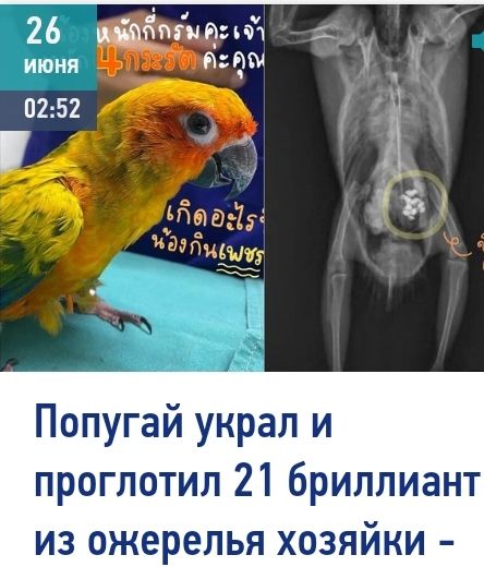 Попугай украл и проглотил 21 бриллиант из ожерелья хозяйки