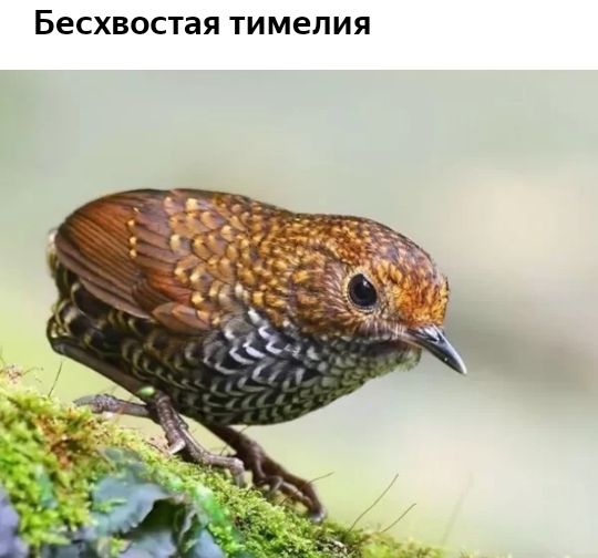 Бесхвостая ТИМЭЛИЯ