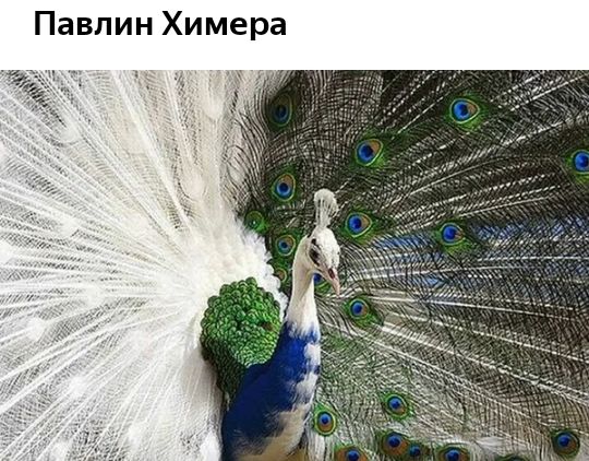 Павлин Химера