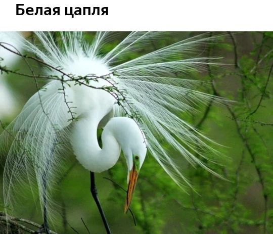 Белая цапля